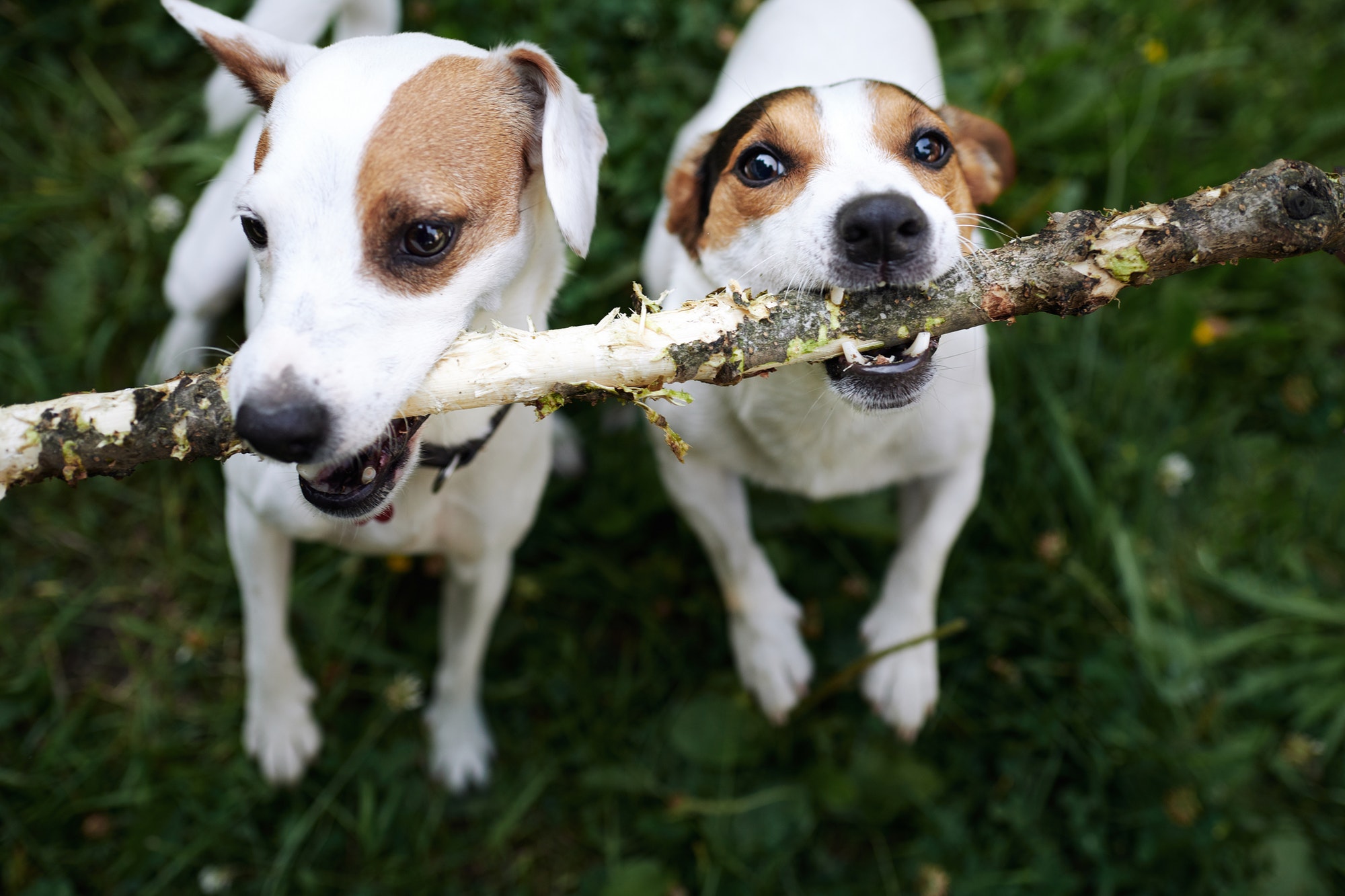 Jack russells fight over stick