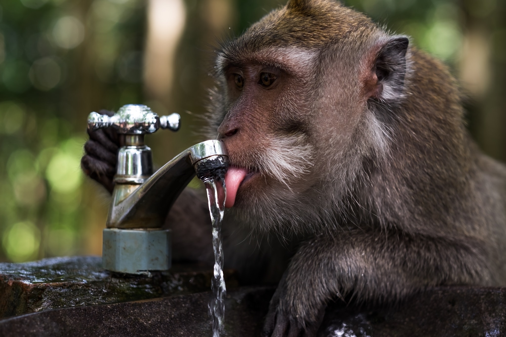 Clever monkey is drinking water in the pond, Ubud, Indonesia