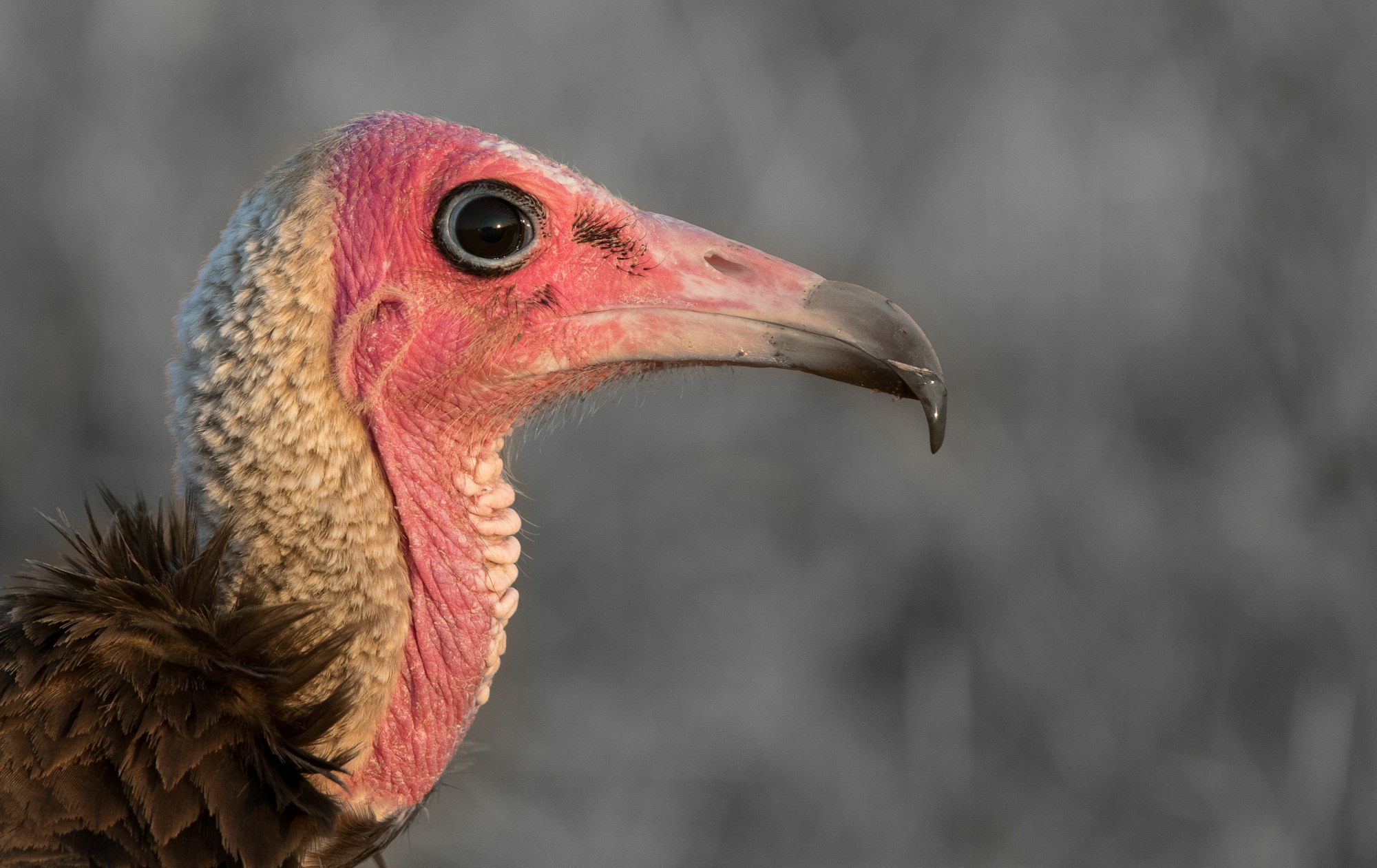 A close up of a hooded vulture, Necrosyrtes monachus