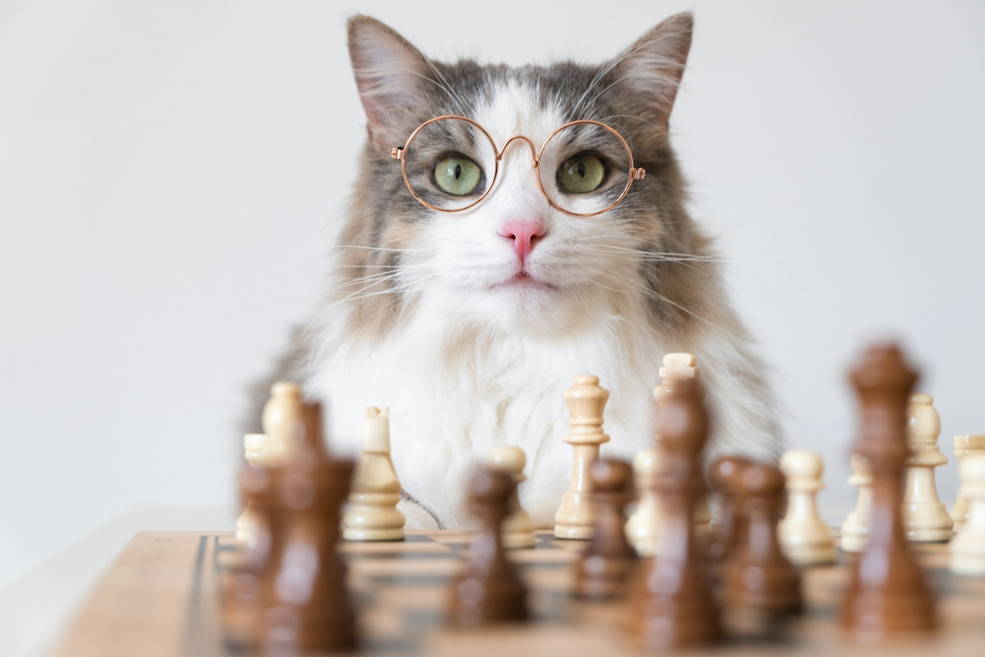 A gray cat with round glasses sits near the chessboard.