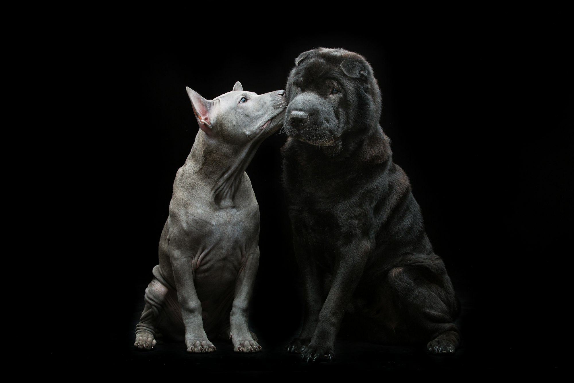 Beautiful dogs kissing on black background