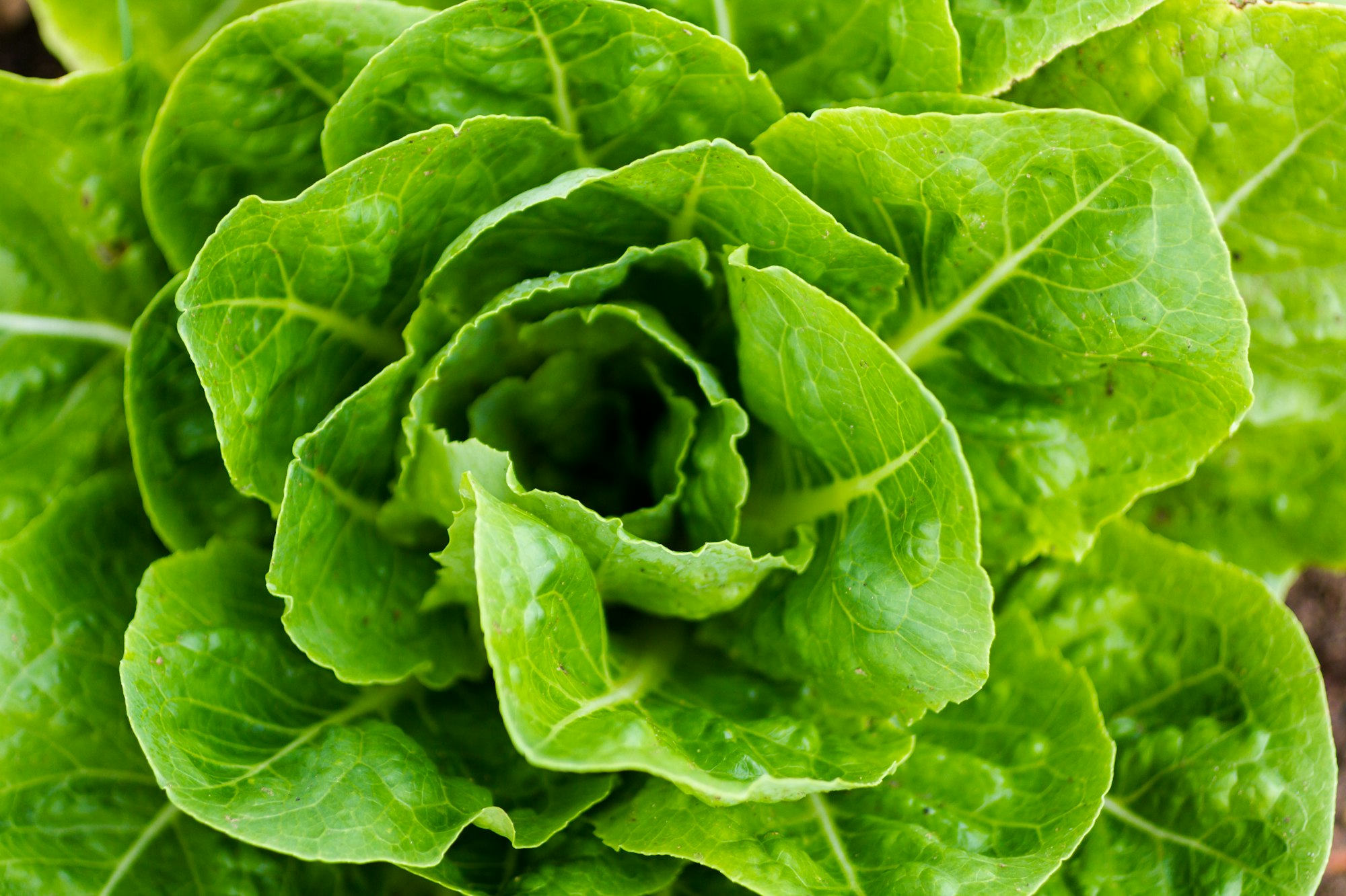 Community garden