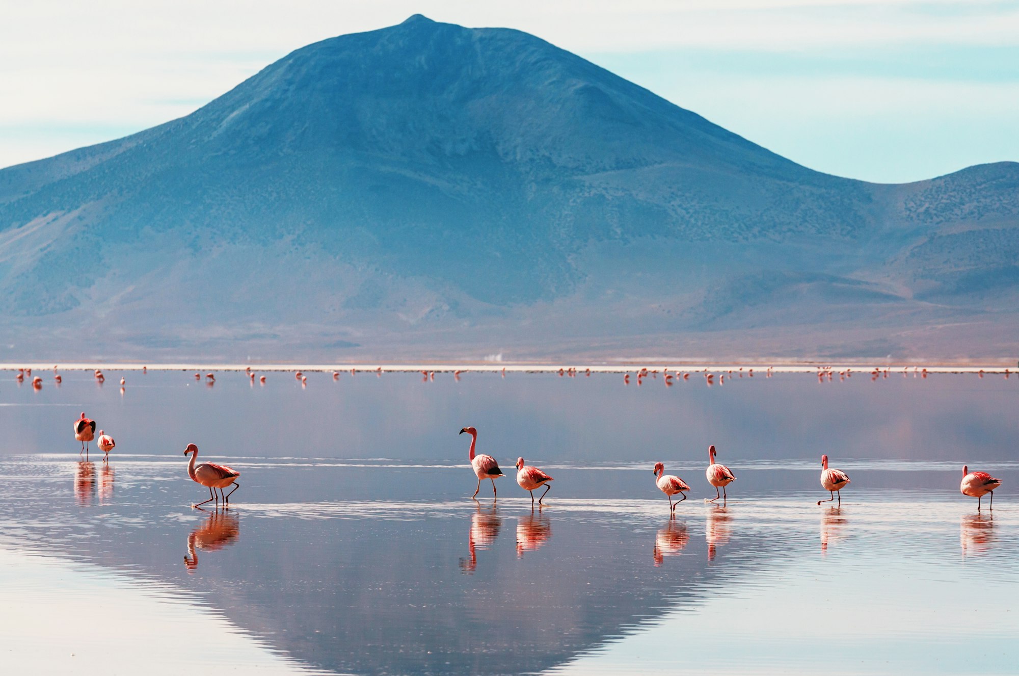 Flamingo in Bolivia