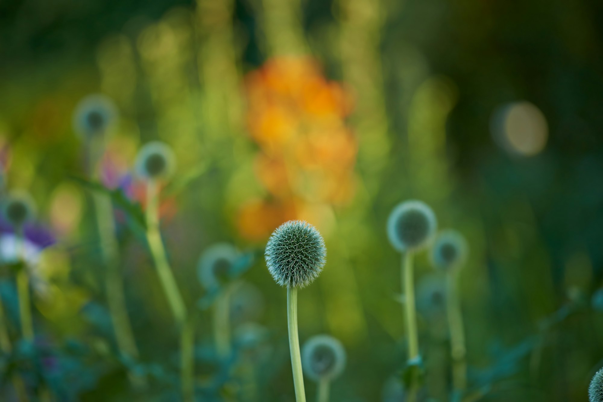 Globe Thistle flowers