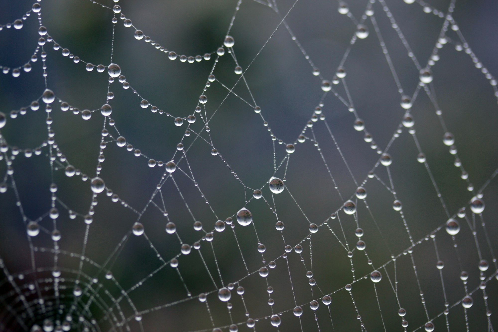 The dew on the web.