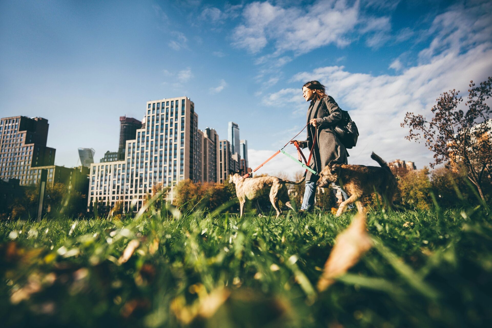 Woman walking with two dog at the autumn public city park.
