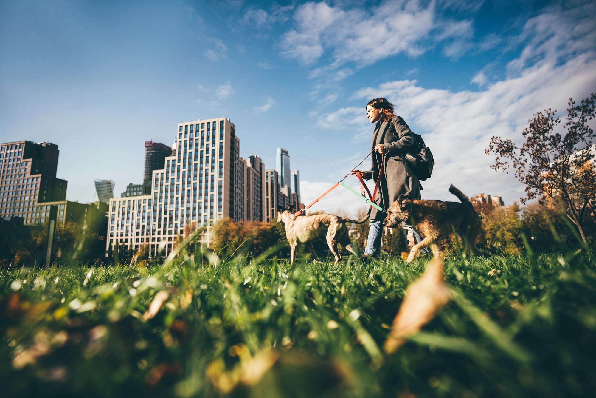 Woman walking with two dog at the autumn public city park.