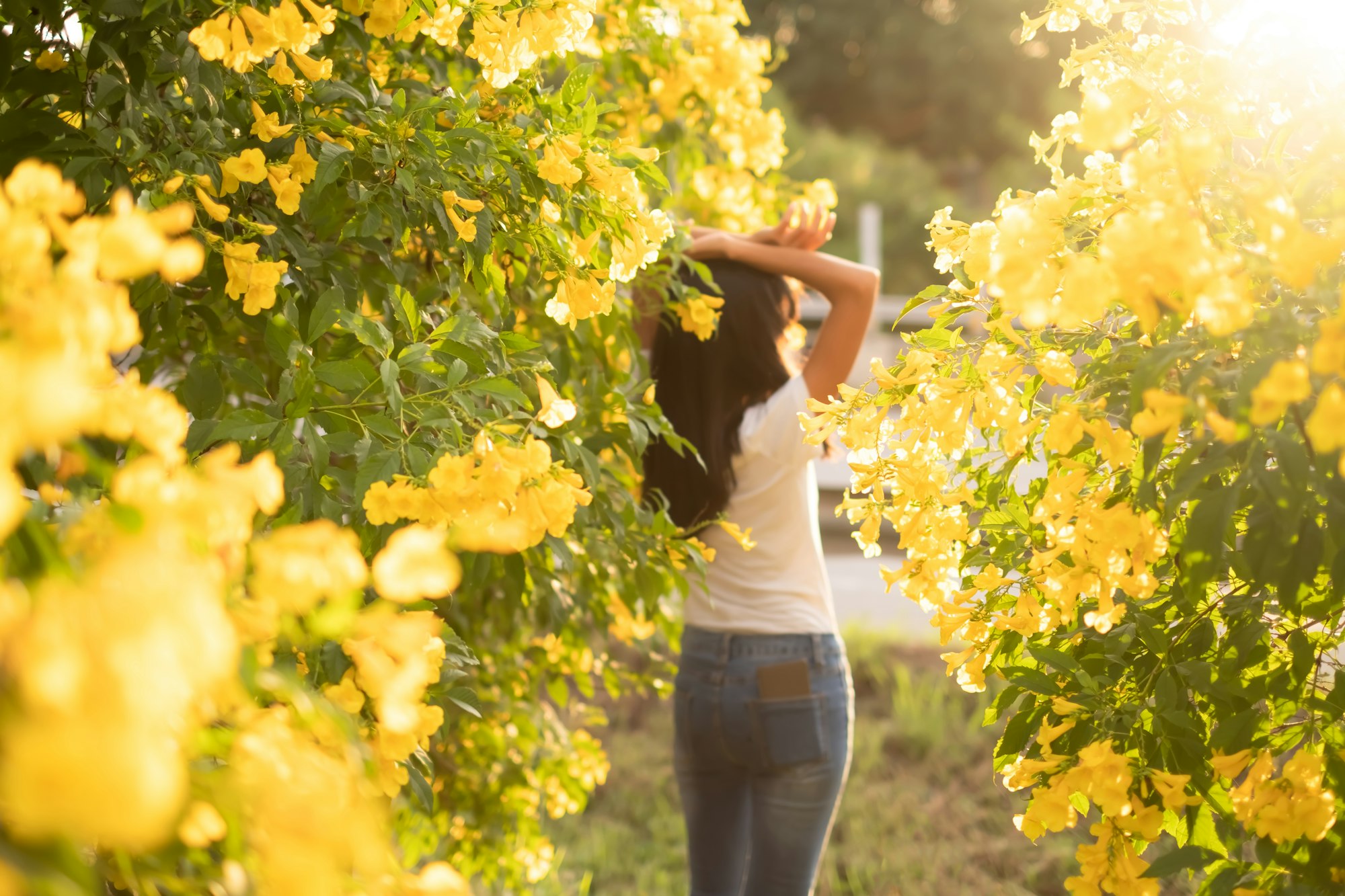 Yellow elder flowers with woman standing