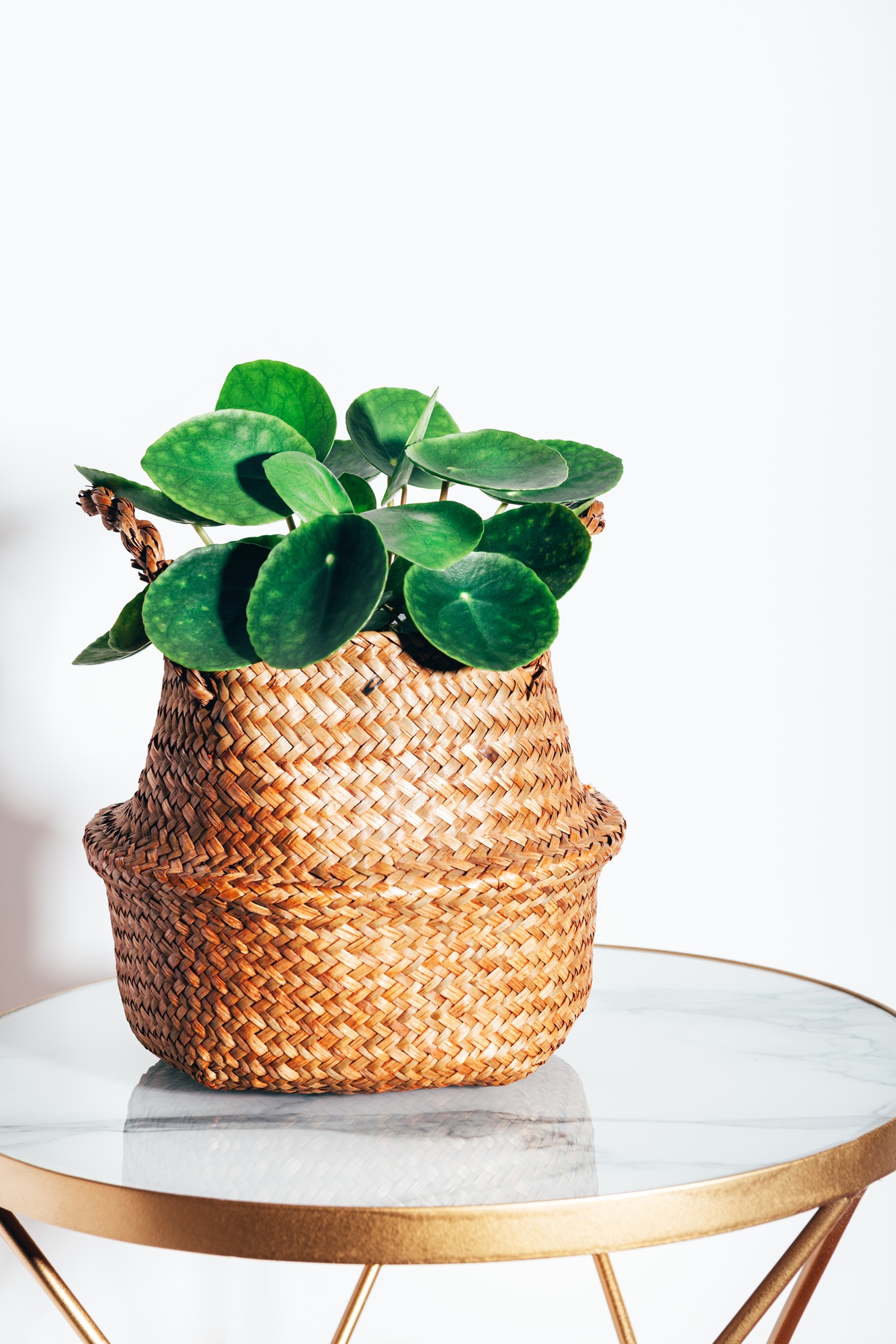 Chinese Money Plant