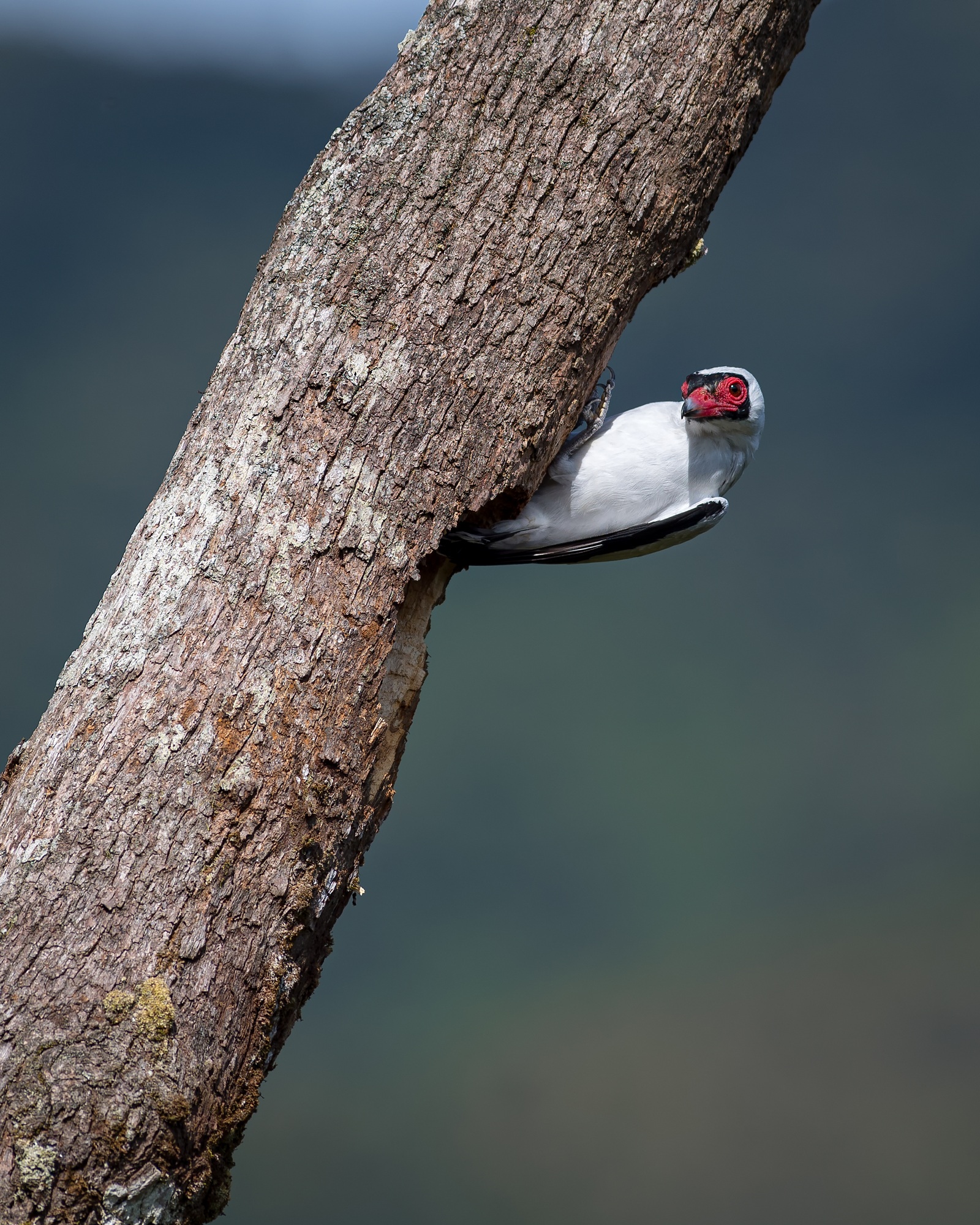 Masked tityra perched at the exit of the nest with a curious pose