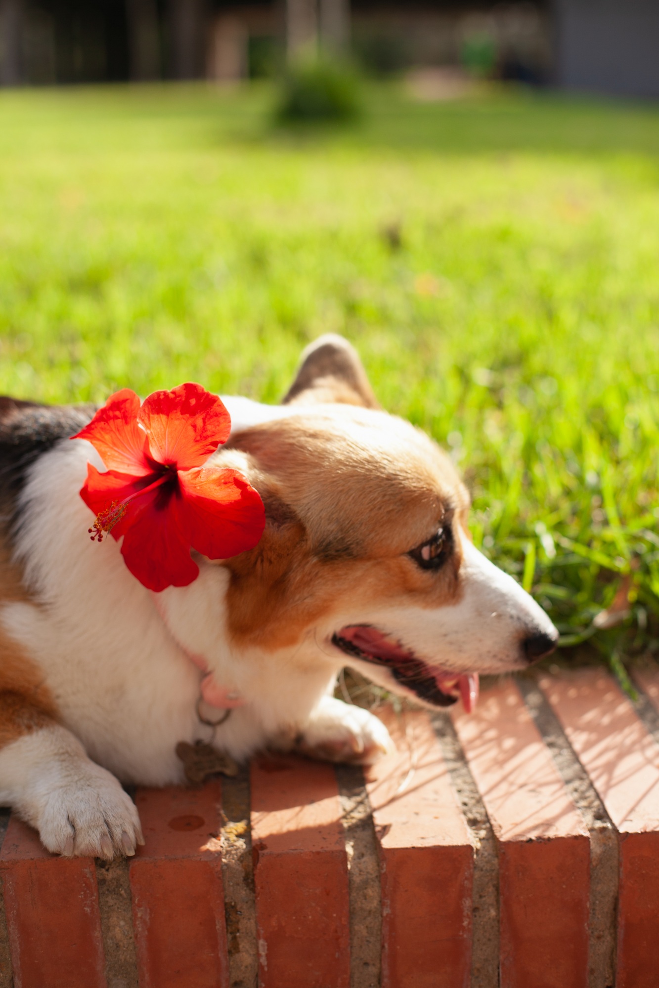 welsh corgi cardigan dog with red flower in the park in summer